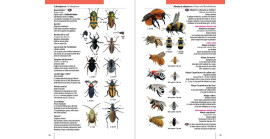 Chile: Guía rápida. Funga, Flora y Fauna